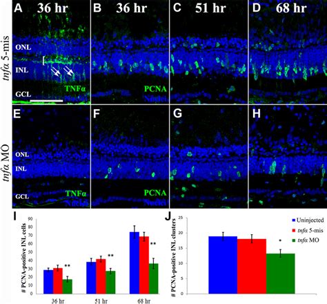 Müller Glia Derived Tnf Expression Is Required For Inducing Additional