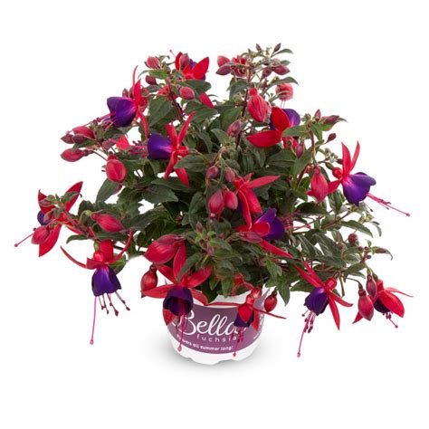 Fuchsia Bella 'Sasha' 1L - Coolings Garden Centre