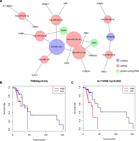 Frontiers The Construction And Comprehensive Analysis Of CeRNA