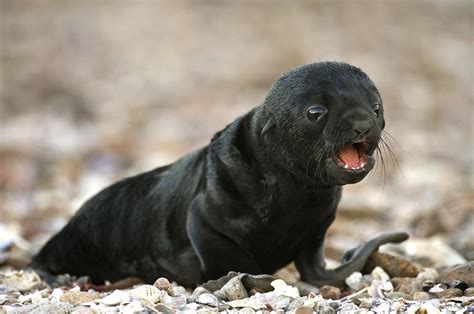 Cape fur seal pup Photograph by Science Photo Library