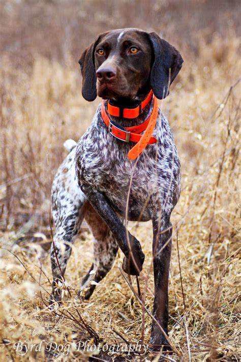 The 25+ best Hunting dogs ideas on Pinterest | Hunting dog breeds ...