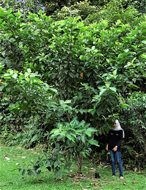 Figs Of Tawau Hills Ficus Nota Male The Figs Of Borneo