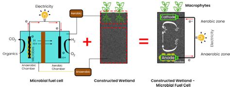 Figure 1 From The Role Of Wetland Plants On Wastewater Treatment And