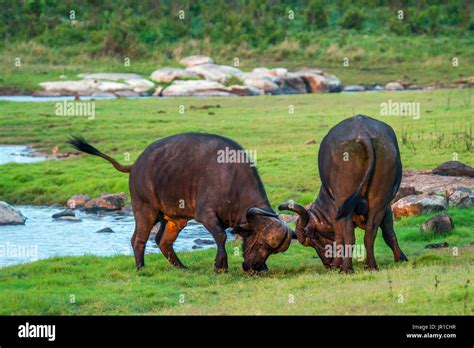 Cape Buffalo Charge Hi Res Stock Photography And Images Alamy