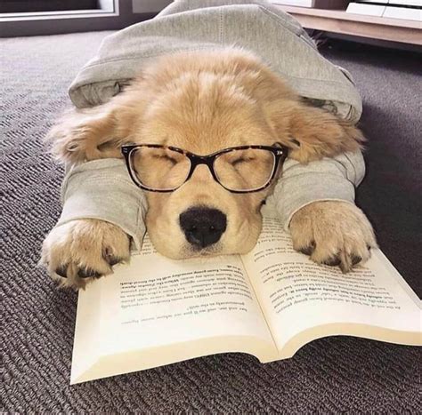 interesting facts  labradors  dogman
