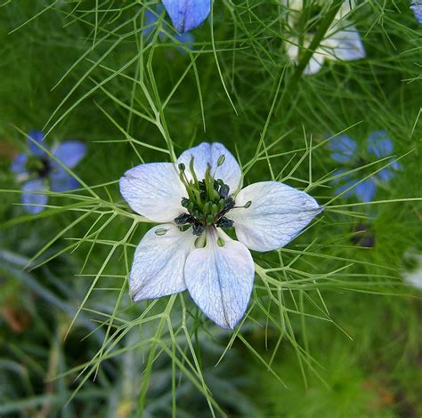 Nigella Sativa
