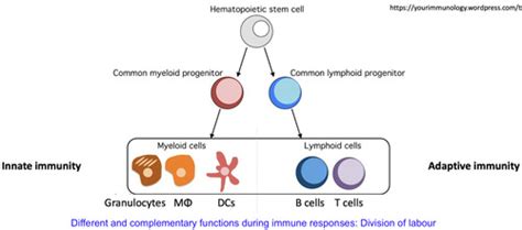 Innate Lymphoid Cells (ILCs) Flashcards | Quizlet