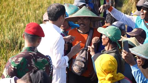 Melihat Kondisi Begini Presiden Jokowi Minta Bulog Dpt Serap Gabah Dan