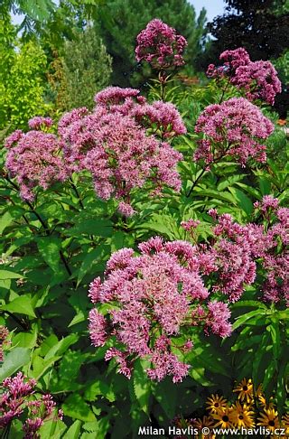 Eutrochium Maculatum Syn Eupatorium Riesenschirm Havlis Cz