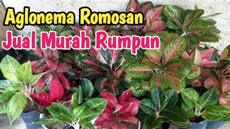 Jual Aglonema Romosan Murah YouTube