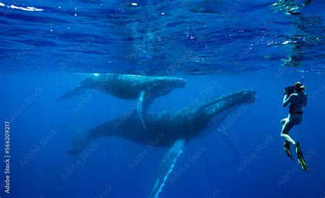 Snorkeler Swimming With Humpback Whales In Ocean Kingdom Of Tonga Ha