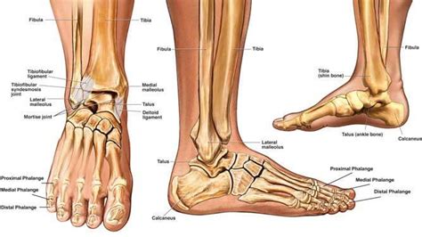 Ankle Fracture Broken Ankle Stress Fractures Foot Doctor