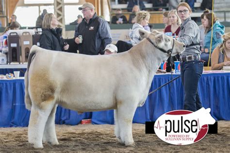 Rcc Blog Champion Crossbred Steers Iowa Beef Expo