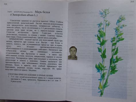 Марь белая | Album