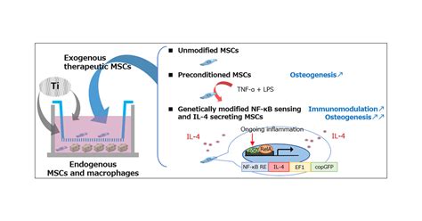 Treating Titanium Particle Induced Inflammation With Genetically