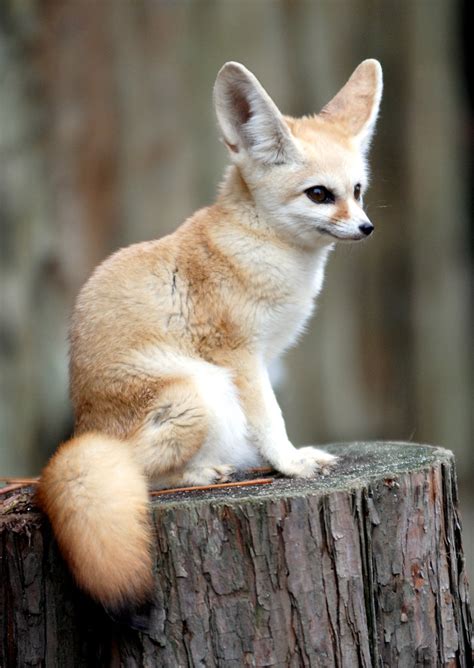 fennec fox on Tumblr