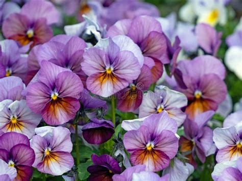 Close Up Of Purple Flowers Of Horned Violet Viola Cornuta In Flower Bed