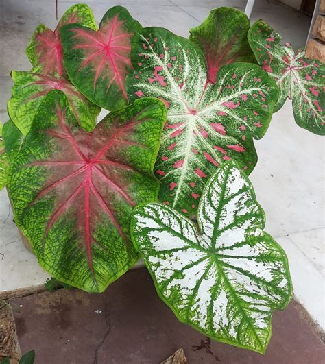 Caladiums Plants