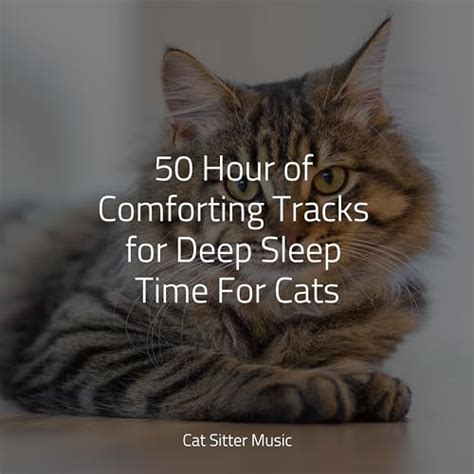 Play Hour Of Comforting Tracks For Deep Sleep Time For Cats By Music