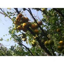 10 Kg Fresh Orange At Rs 22 Kilogram Oranges In Nagpur ID 14916789512