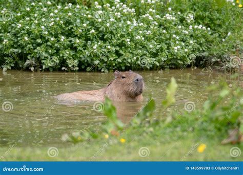 A solo Capybara swimming stock image. Image of mammal - 148599703