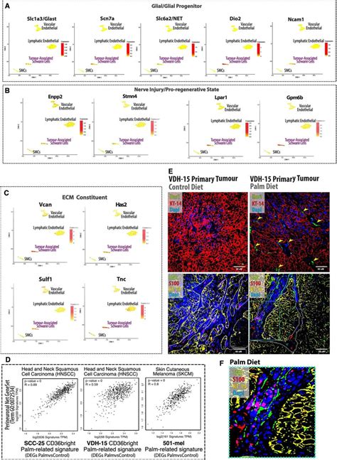 ECM components related to tumour-associated Schwann cells are increased ... 
