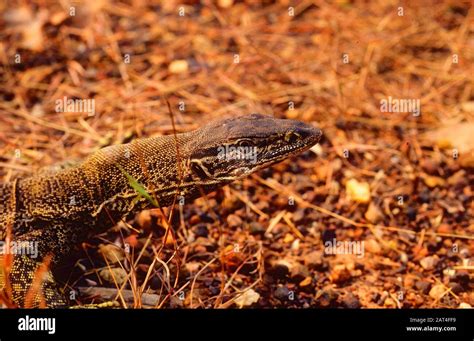 Lizard Varanus Gouldii Hi Res Stock Photography And Images Alamy