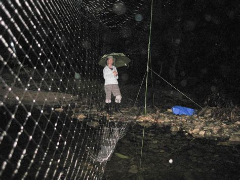 The Naked Bats Of Hala Bala Wildlife Sanctuary Merlin Tuttle S Bat