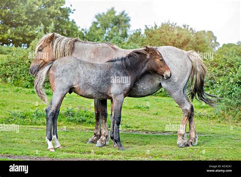 New Forest Ponies Stock Photo - Alamy