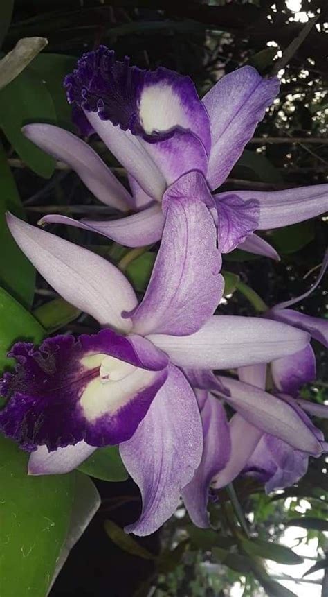 Pin By Hilda Sanjurjo On Flowers Cattleya Plants Garden