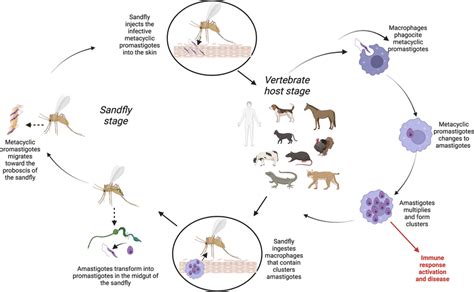 Life Cycle Of Leishmania Parasite Created With Download Scientific Diagram