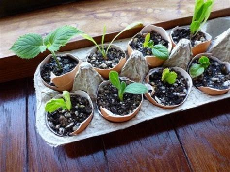 10 Ways to Make Homemade Seed Starter Pots | PreparednessMama