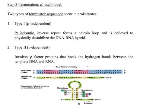 Microbial Genetics Ppt