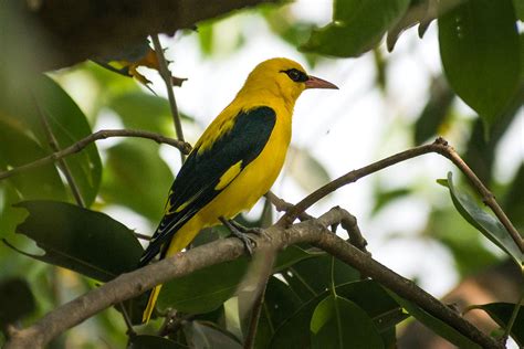 Indian Golden Oriole Male Indian Golden Oriole Male Clicke Flickr