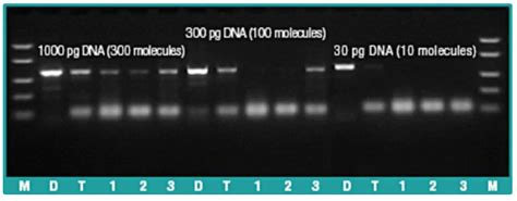 DreamTaq PCR Master Mix 2X DreamTaq PCR预混液 2X