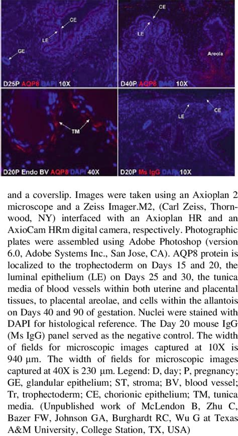 1 Immunofluorescence Microscopy For Aquaporin 8 AQP8 Red At The