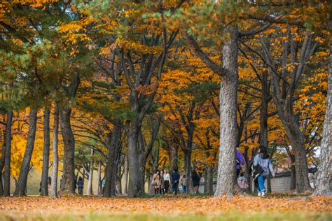 2023 Fall Foliage Busan Best Autumn Spot Day Tour Everyday 28 Oct