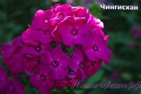 Питомник Наши-цветы предлагает купить флоксы, лилейники и пионы