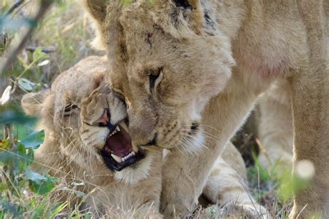 David R Liu On Twitter Fig 10 A Pride Of Lions Near Kruger