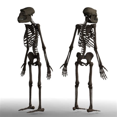 3d Australopithecus Afarensis Model