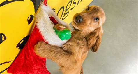 Rescue Dogs Getting Ready For Christmas The Dodo