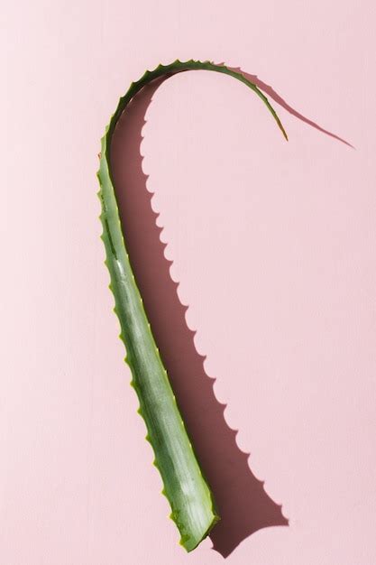 Free Photo | Aloe vera leaves