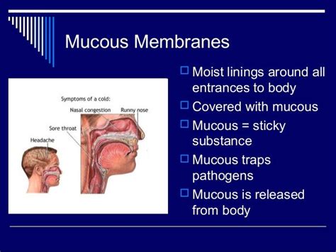 Immune system