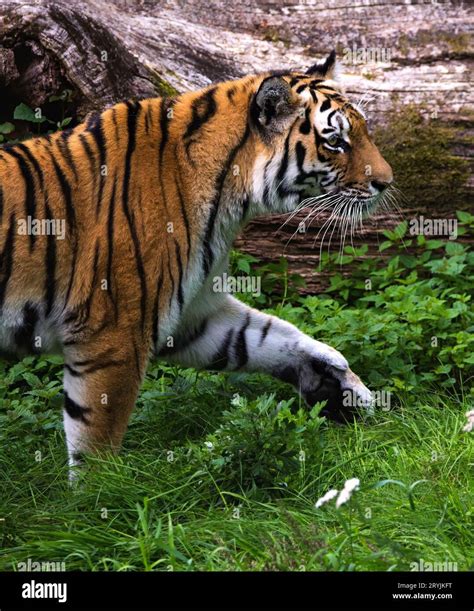 tiger im gras  res stock photography  images alamy