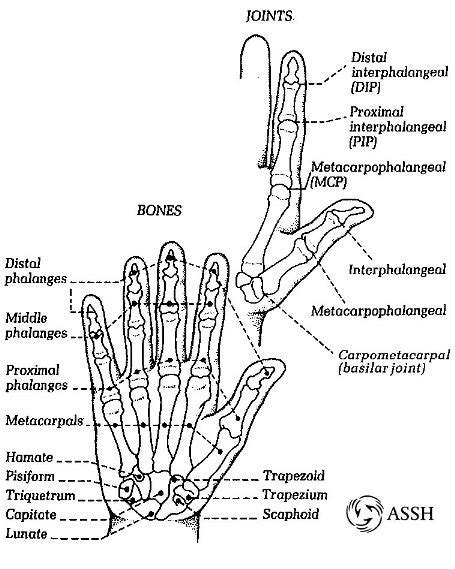 anatomy of hand veins - ModernHeal.com