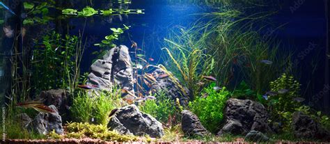 Planted tropical fresh water aquarium with small fishes in low key with ...