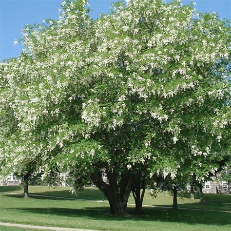 Plant Some Savings – Trees Forever