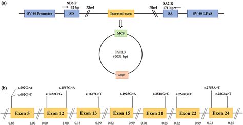 Schematic representation of the minigene splicing assay constructed by ...