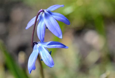 Hyacinthus Orientalis Wilde Hyazinthe Gartenhyazinthe Familie Der