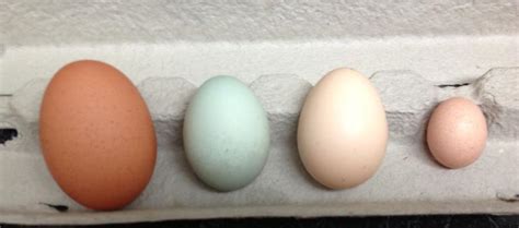 My First Silkie Egg! | BackYard Chickens